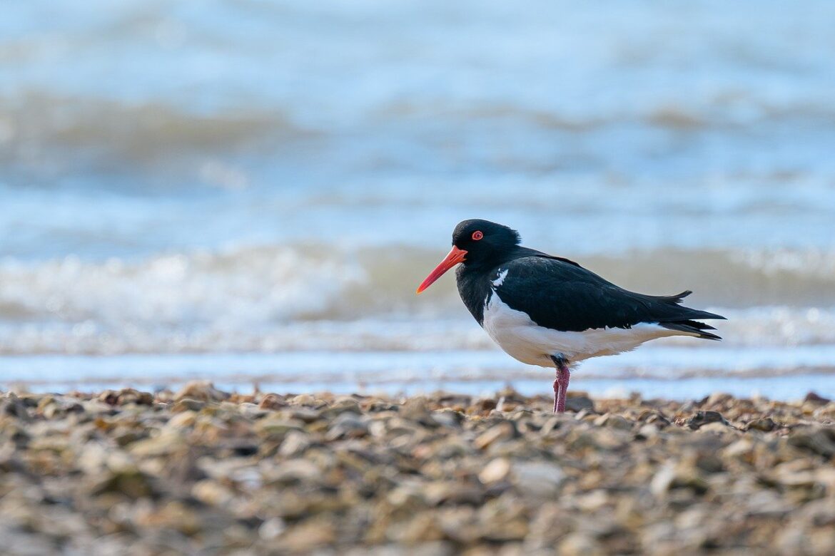 Unleash Your Inner Barista: The Ultimate Review of Specialty Frothers for Creamy Coffee Delights